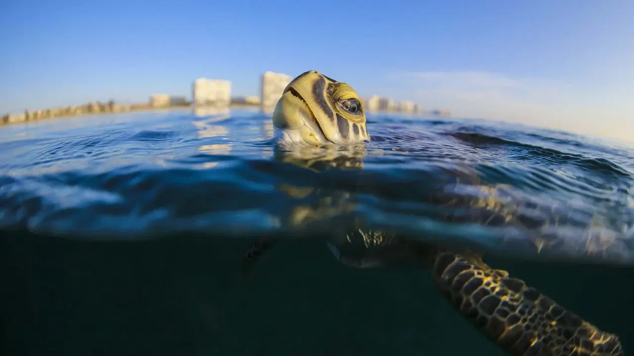 Troubled Waters: A Turtle's Tale fondo
