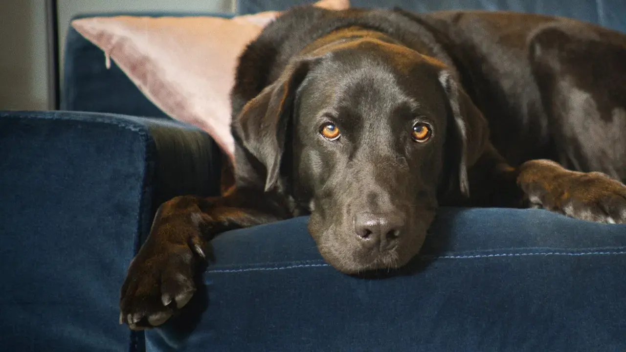 La vida secreta de nuestras mascotas fondo