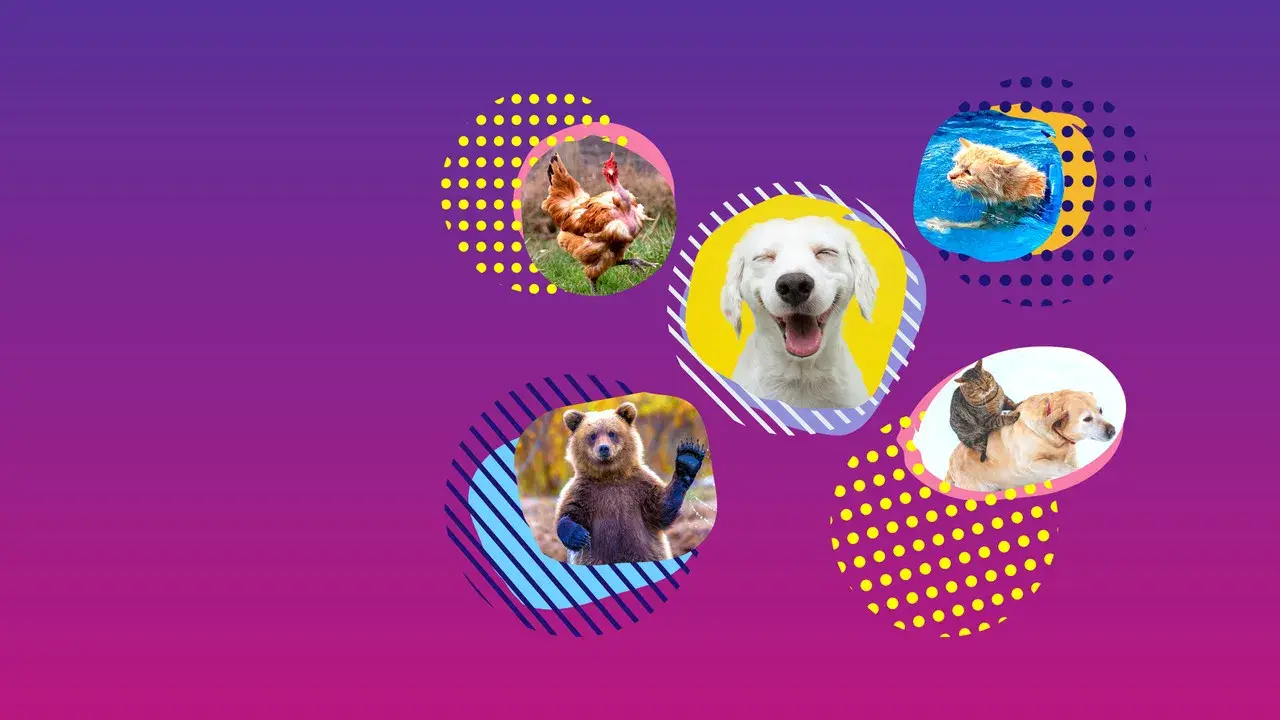 America's Funniest Home Videos: Animal Edition fondo