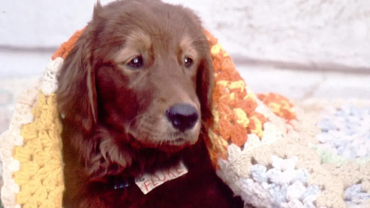 Mi amigo Fluke fondo