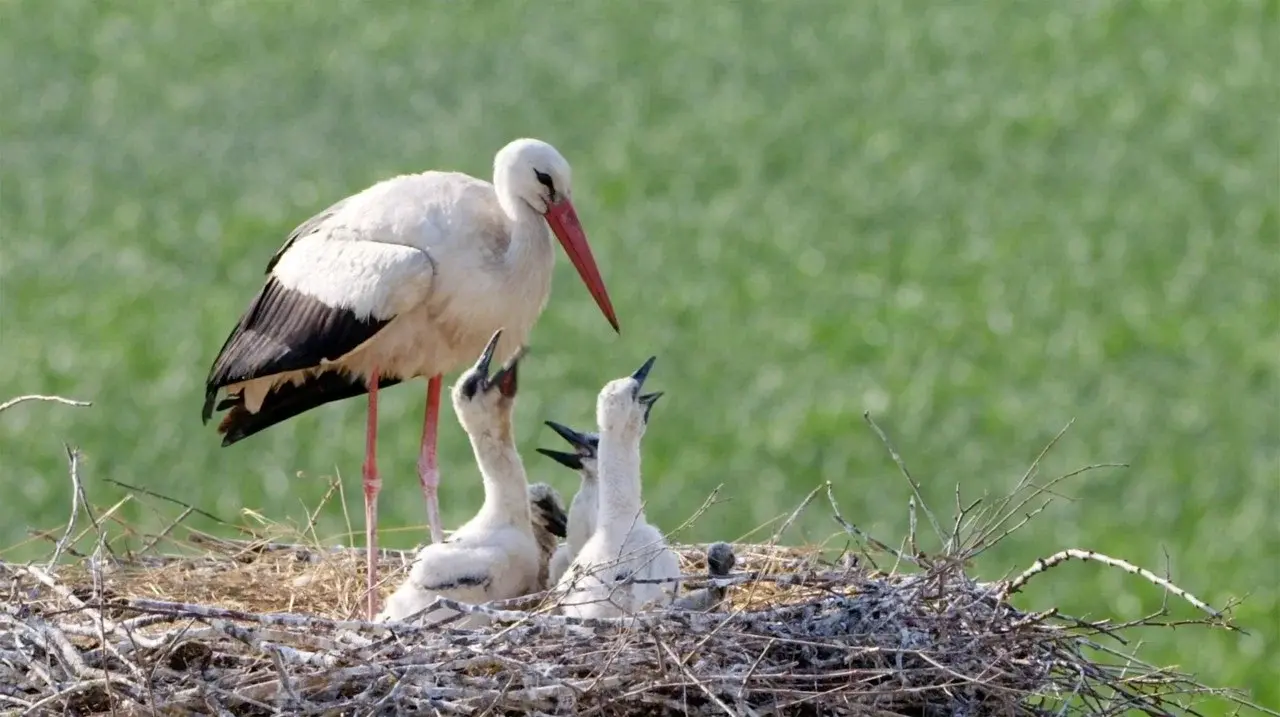 Ptačí rodinky fondo