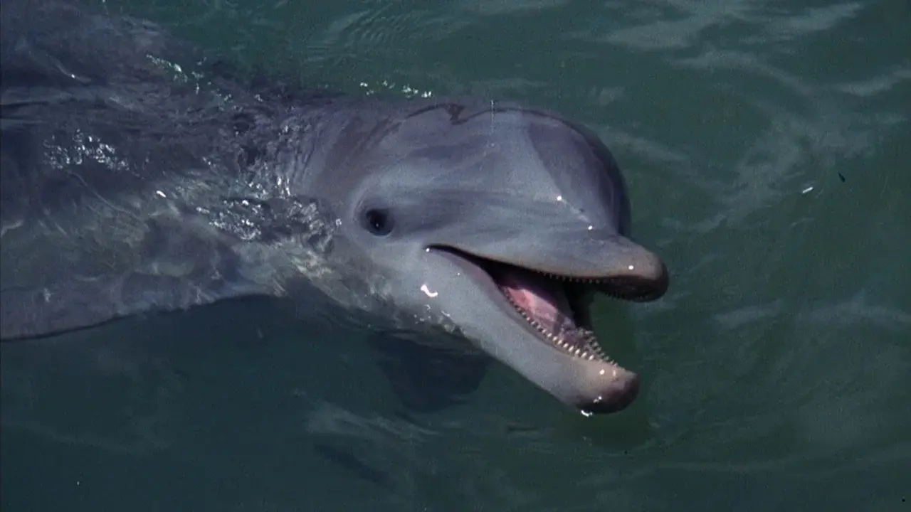 Flipper fondo