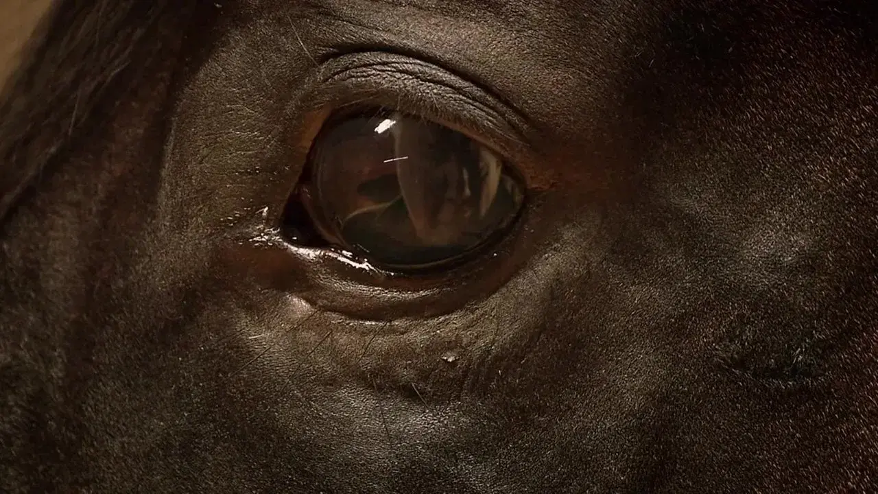 Orphan Horse fondo