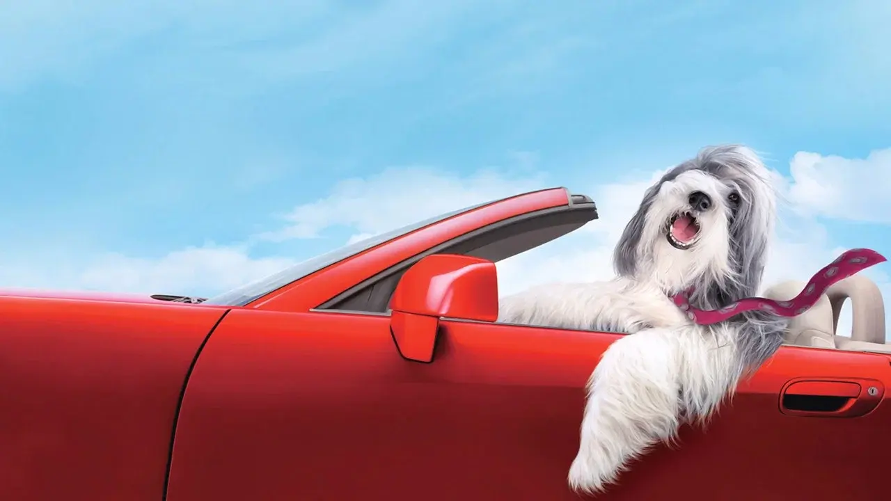 Cariño, estoy hecho un perro fondo