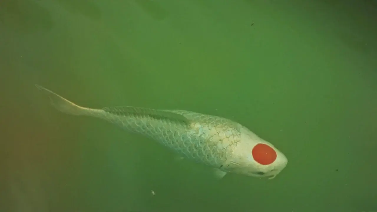 Allmen und das Geheimnis des Koi fondo