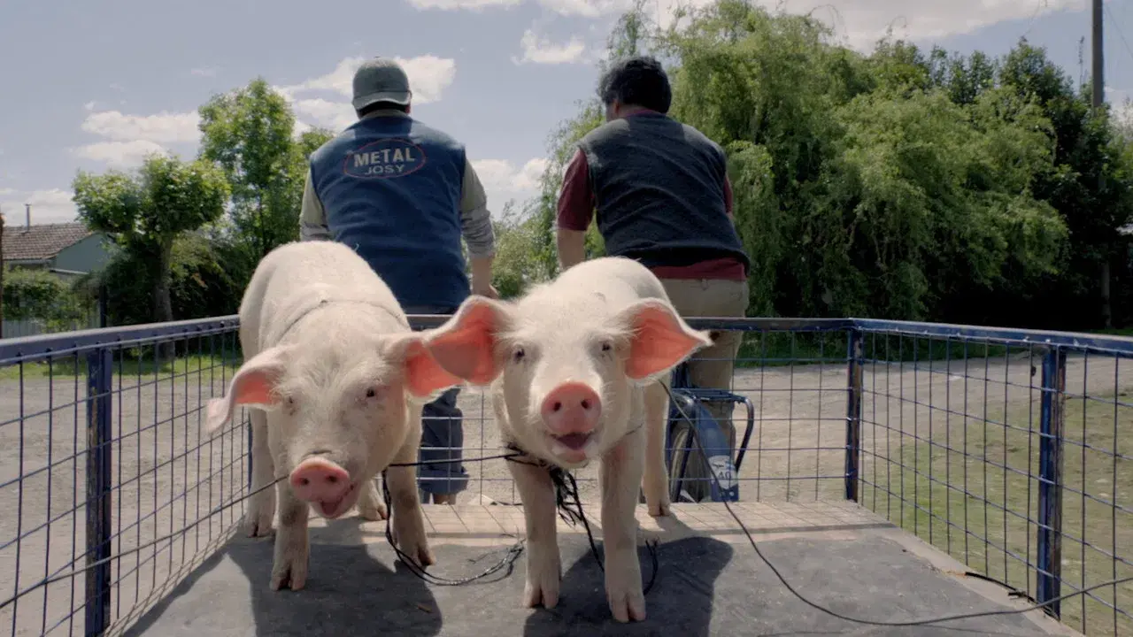 La odisea de los giles fondo