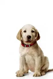 Una pareja de tres: Los años cachorros