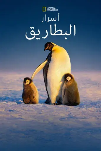 Los secretos de los pingüinos - Poster