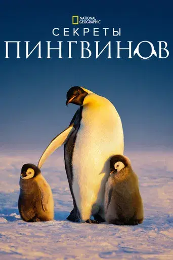 Los secretos de los pingüinos - Poster