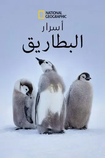 Los secretos de los pingüinos - Poster