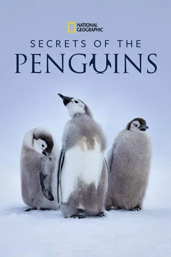 Los secretos de los pingüinos - Poster