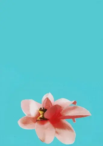 Magnolia - Poster