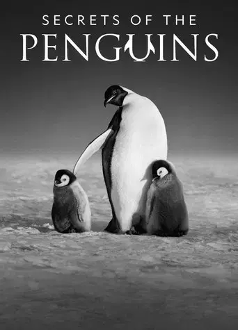 Los secretos de los pingüinos - Poster