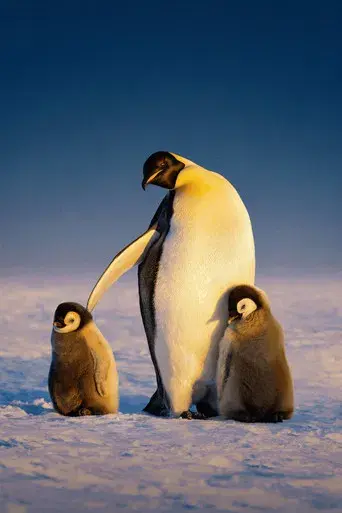 Los secretos de los pingüinos - Poster