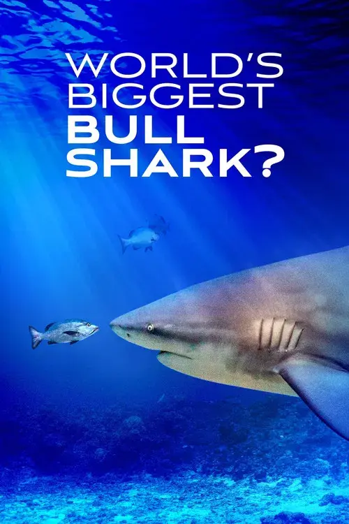 World's Biggest Bull Shark?