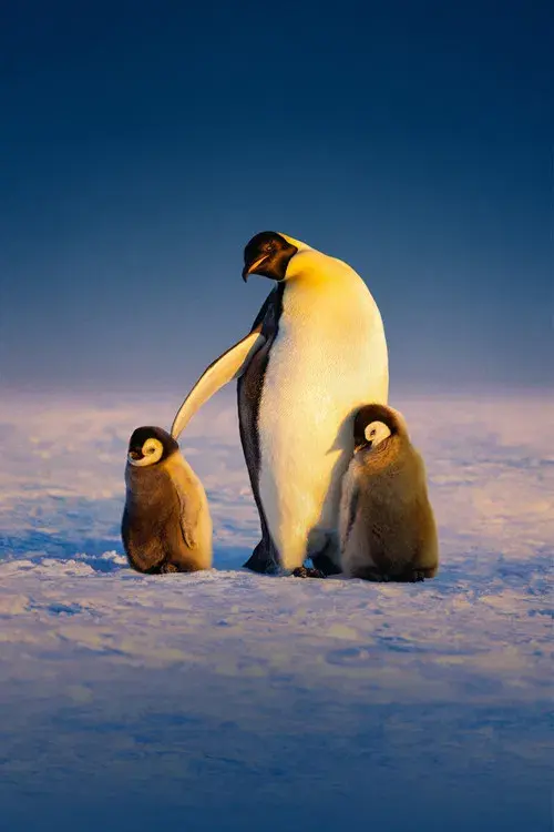 Los secretos de los pingüinos