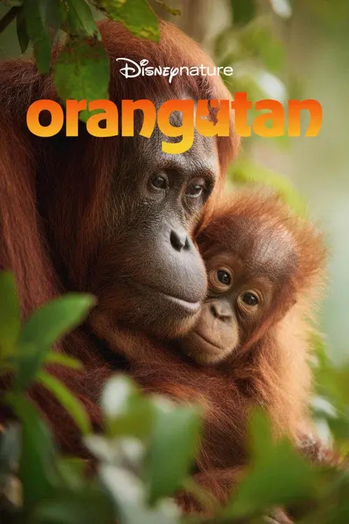 Orangutan