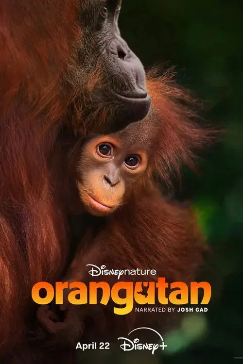 Orangutan