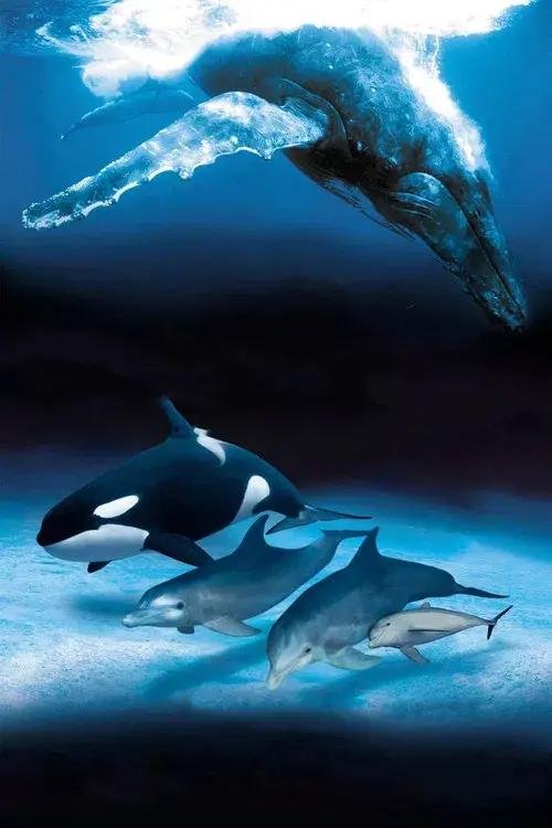 IMAX Dolphins and Whales: Tribes of the Ocean