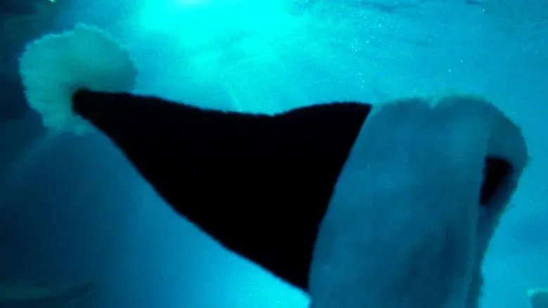 Kiss Kiss Bang Bang - Fondo