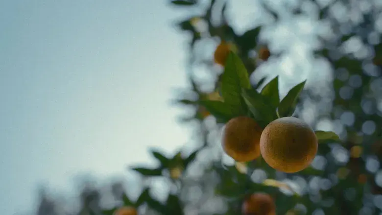 Los chicos de la Nickel - Fondo