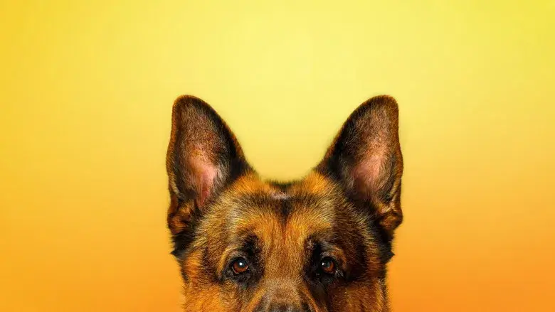 Hudson & Rex - Fondo