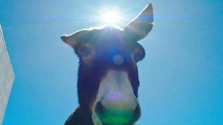 Perfectly a strangeness - Fondo