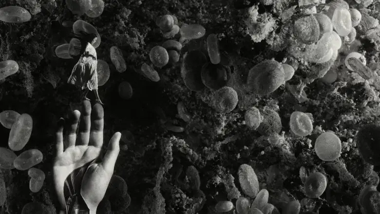 Pobres criaturas - Fondo