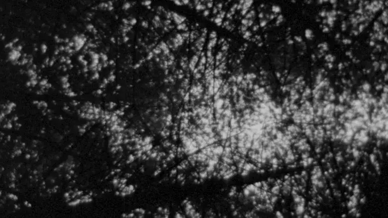 El proyecto de la bruja de Blair - Fondo