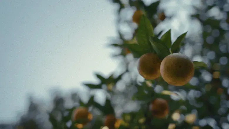 Los chicos de la Nickel - Fondo