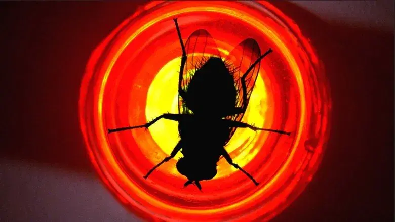 Mosca