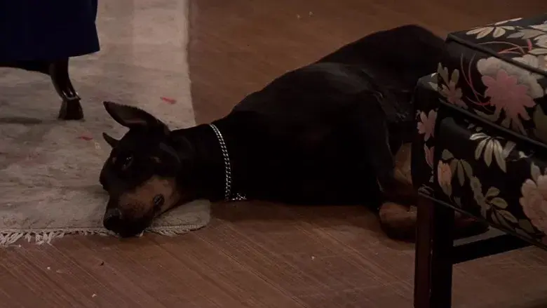 Aventuras vigilando una casa