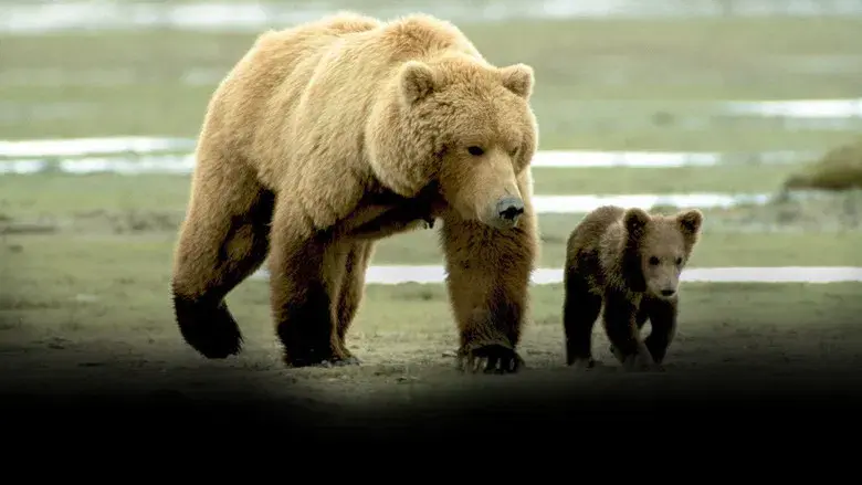 Grizzly Man - Fondo