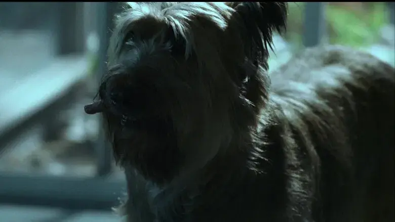 Kiss Kiss Bang Bang - Fondo