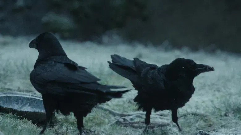 La hermanastra fea - Fondo