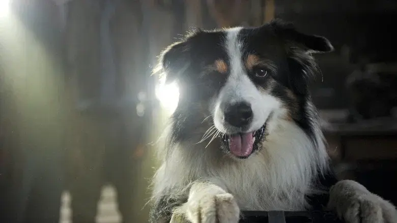 Los cinco y el misterio de la joya escondida - Fondo