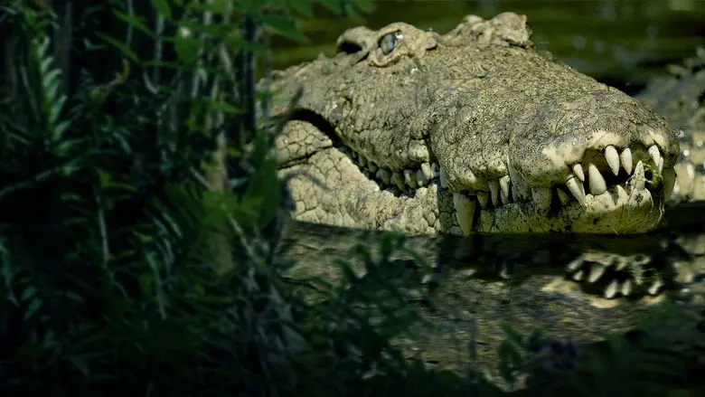 The Croc That Ate Jaws - Fondo