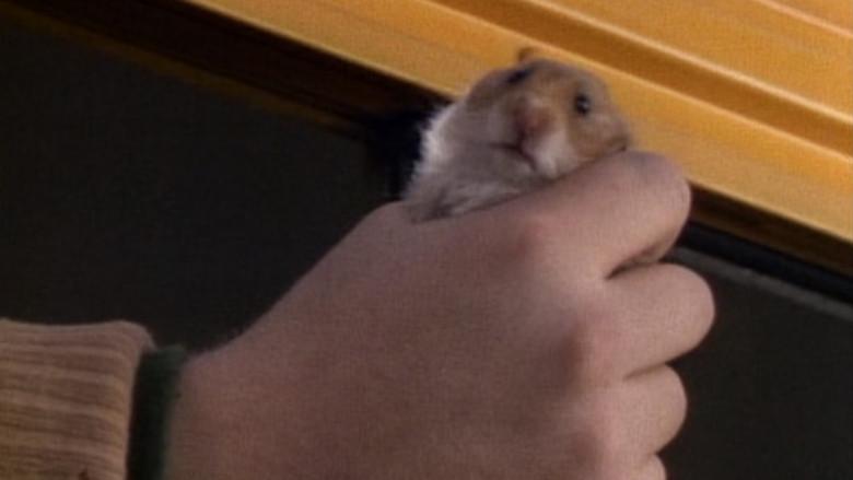 Mi Hermano Hiroshima