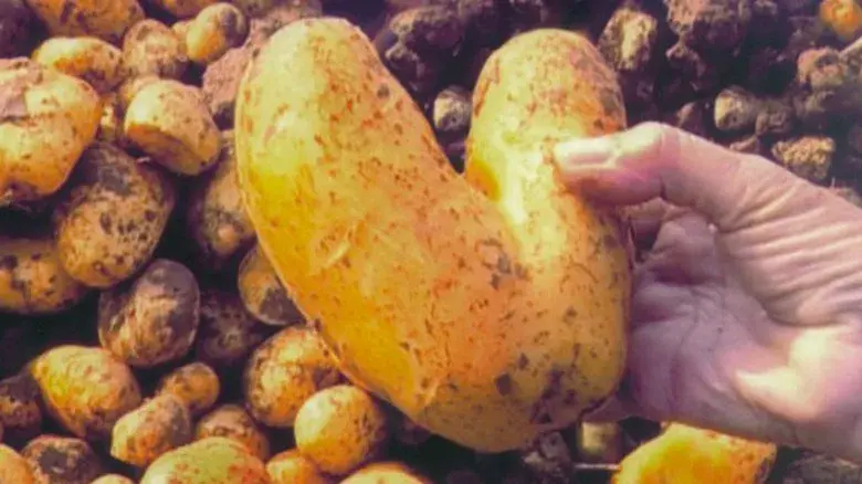 Los Espigadores y la espigadora - Fondo