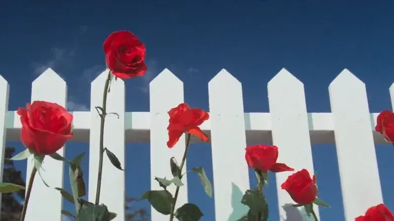 Terciopelo azul - Fondo