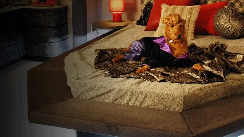 Perro al rescate - Fondo