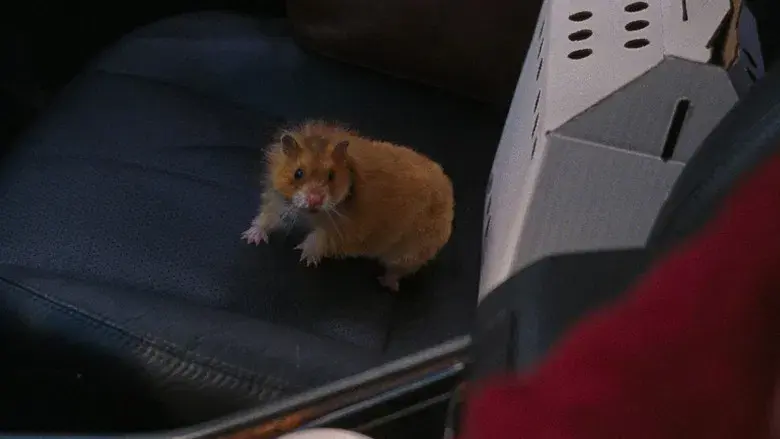 Si pudiera, te daría una patada - Fondo