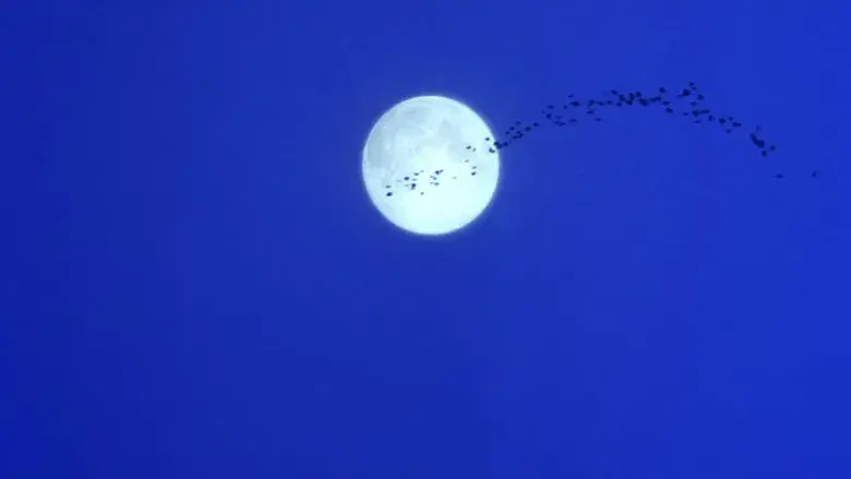 Prácticamente magia - Fondo