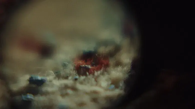 Puñales por la espalda - Fondo