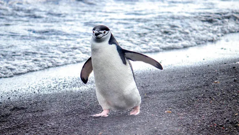 Los secretos de los pingüinos - Fondo