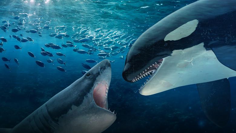 Orca Vs. Great White - Fondo