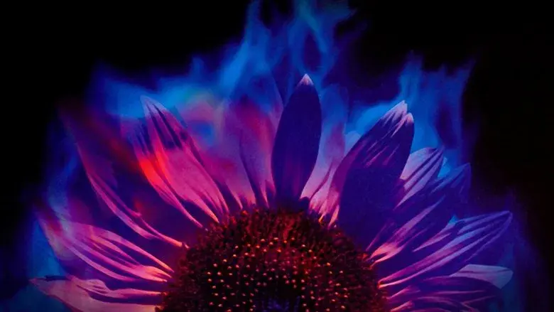 Hana-Bi: Flores de fuego - Fondo