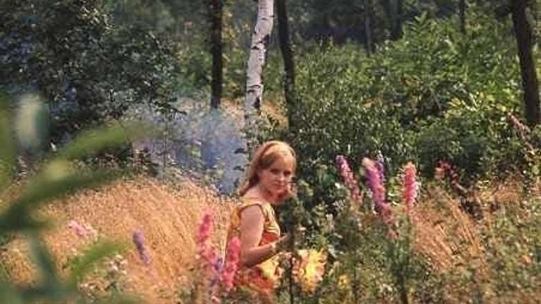 La felicidad - Fondo