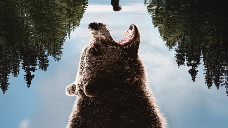 Grizzly Night - Fondo