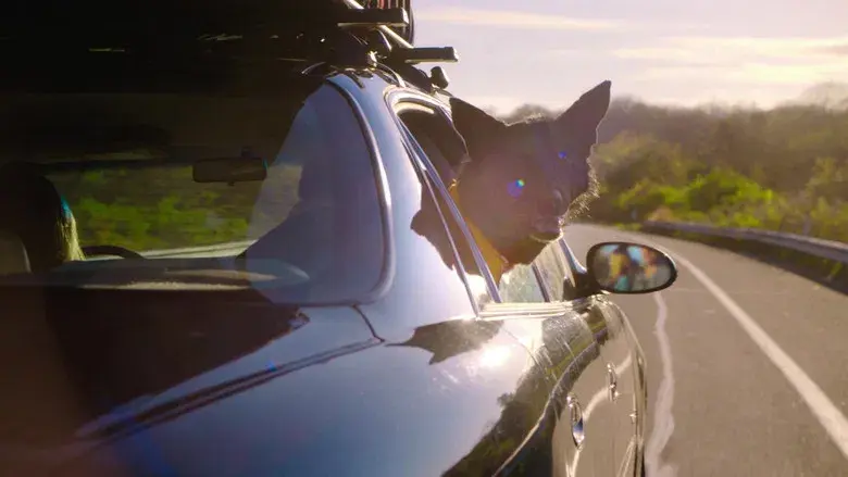 Sin malos rollos - Fondo